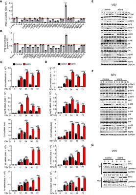 SARS-COV-2 protein NSP9 promotes cytokine production by targeting TBK1
